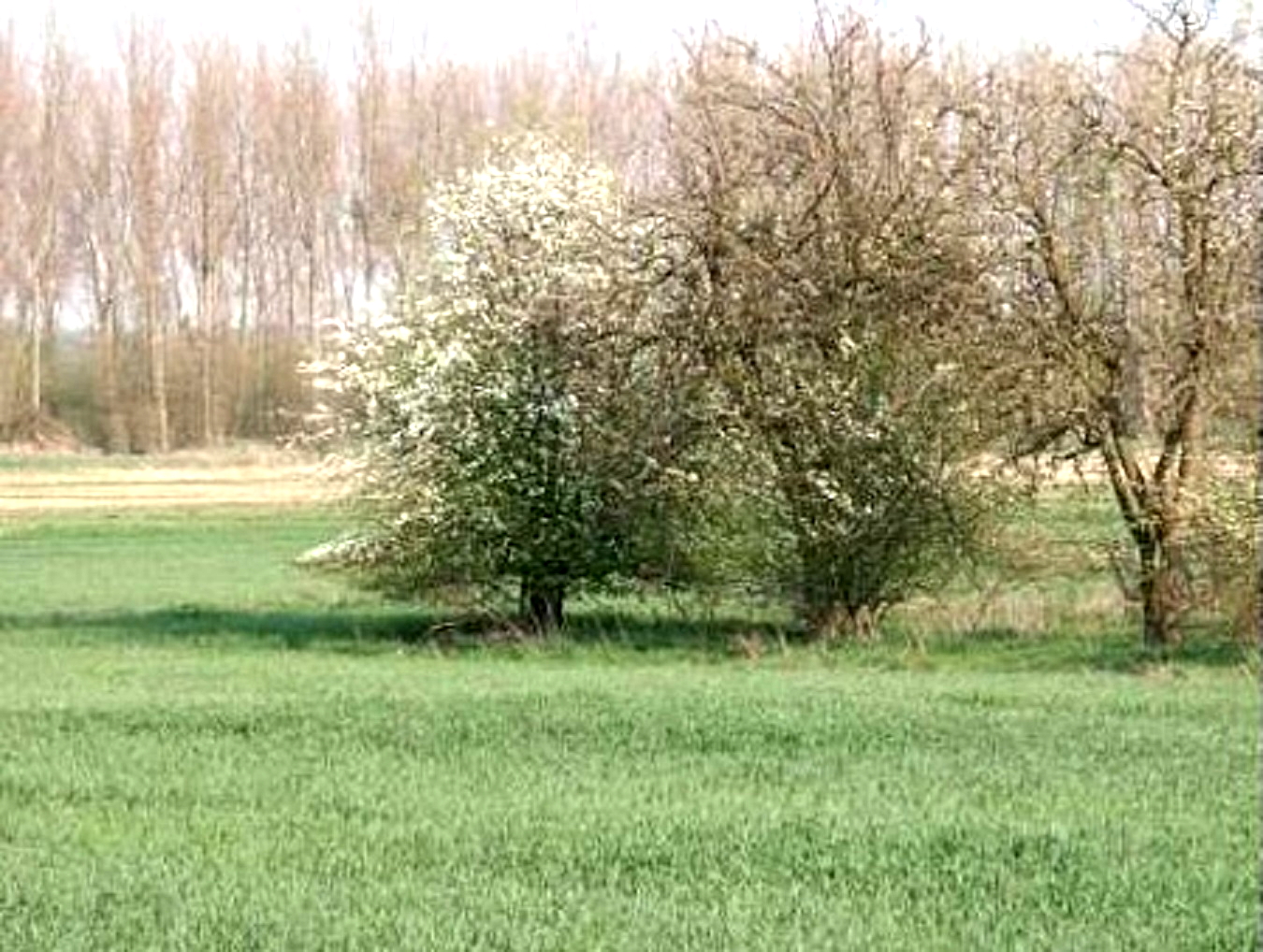 4.664 m² Bauland in Wald- u. Wassernähe in Wustermark bei Berlin