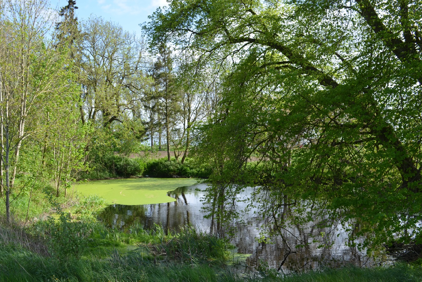 Großes Freizeitgrundstück mit Teich nahe Ostsee mieten