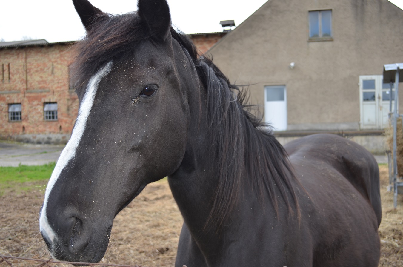 Großes Freizeitgrundstück mit Teich nahe Ostsee mieten