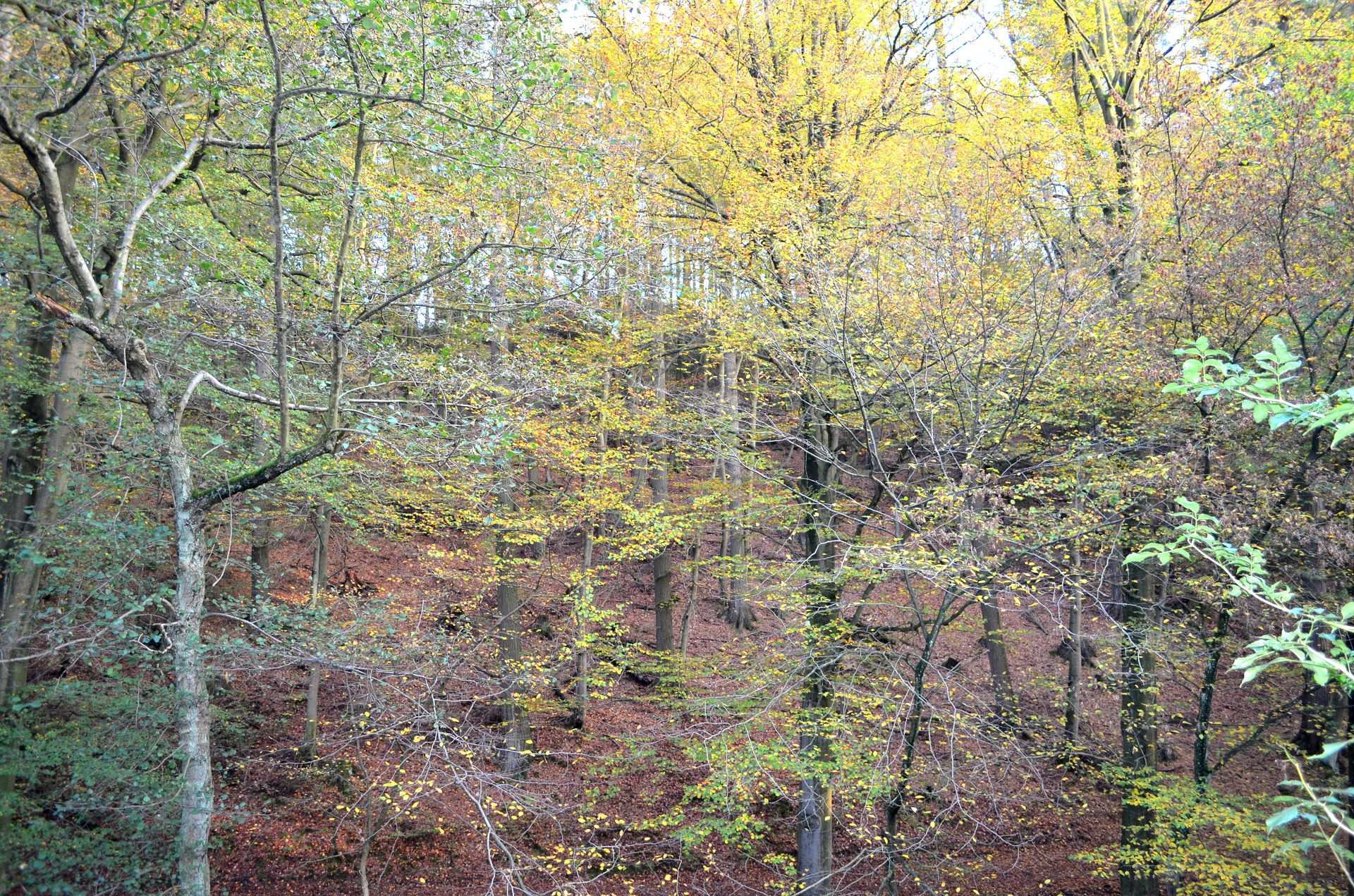 Mehrfamilienhaus mit 6 Wohnungen in Grünenplan, Sanierungsobjekt mit großen Garten am Bach