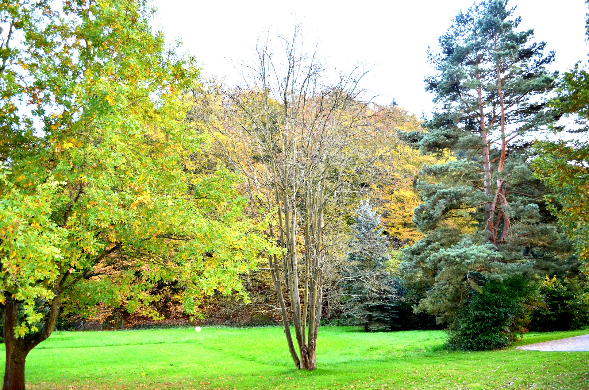 Mehrfamilienhaus mit 6 Wohnungen in Grünenplan, Sanierungsobjekt mit großen Garten am Bach