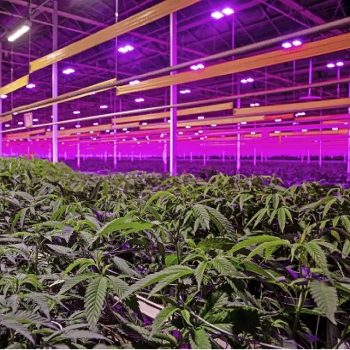 Marihuana-Cannabis-Plantage in Coswig bei Dresden zu vermieten